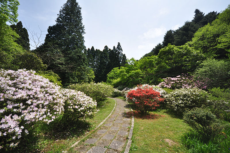 杜鵑分類(lèi)園