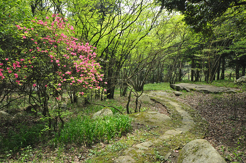 樹(shù)木園