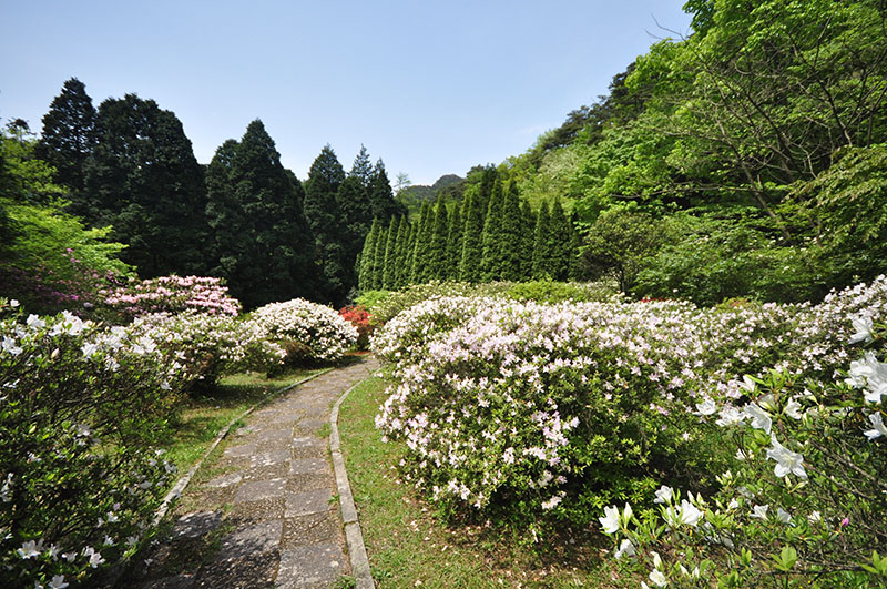 國(guó)際友誼杜鵑園