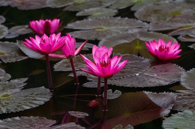  水生植物展示區(qū)