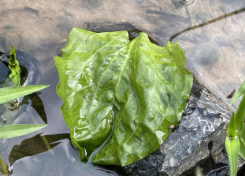 彭澤發(fā)現(xiàn)?國家二級重點保護植物