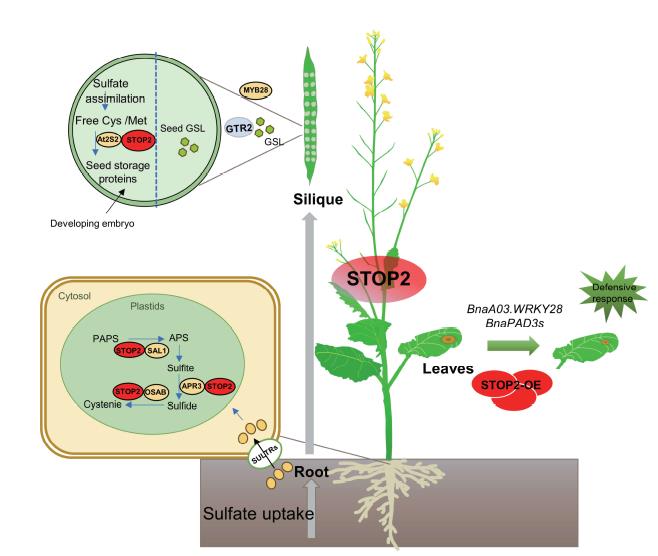 Zinc finger transcription factors BnaSTOP2s regulate sulfur metabolism and confer resistance to Sclerotinia sclerotiorum in Brassica napus